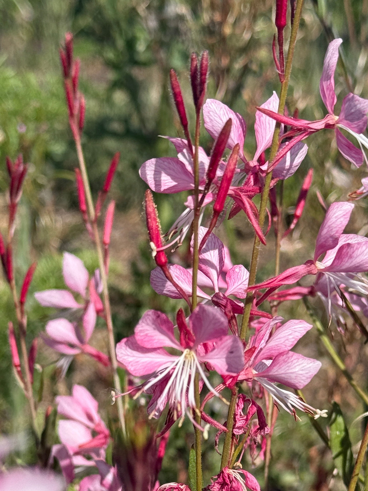 Gaura 'Pink Bouquet' – close-up of pale and deep pink blooms among wiry stems