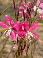 Gaura 'Pink Bouquet' – magenta and white flowers with long stamens