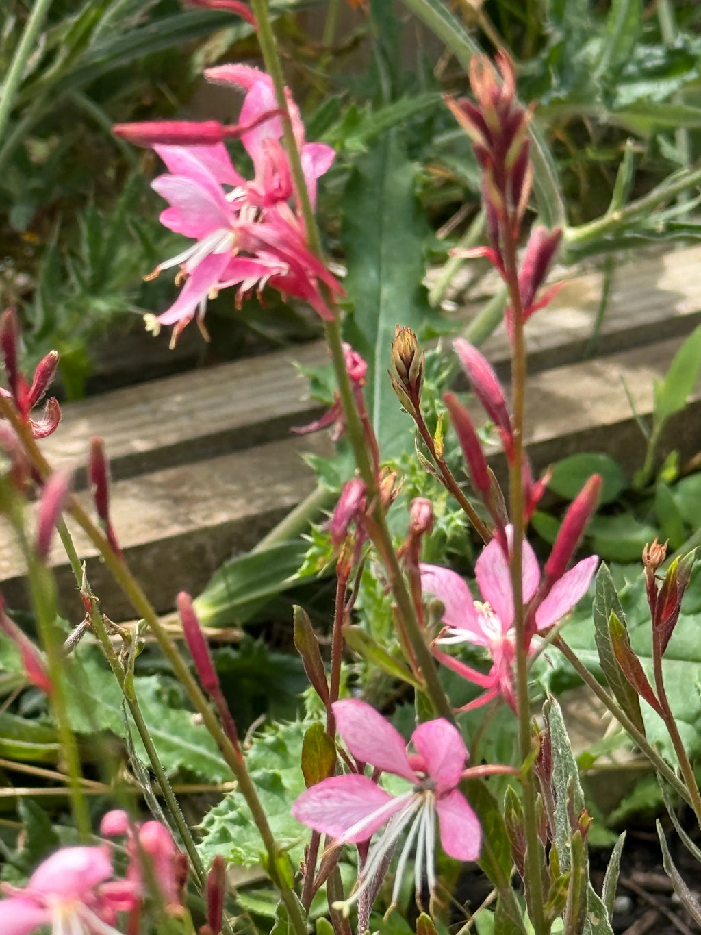 Gaura 'Pink Bouquet' – pink flowers on long stems with narrow leaves by a wooden plank