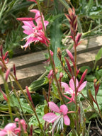 Gaura 'Pink Bouquet' – pink flowers on long stems with narrow leaves by a wooden plank