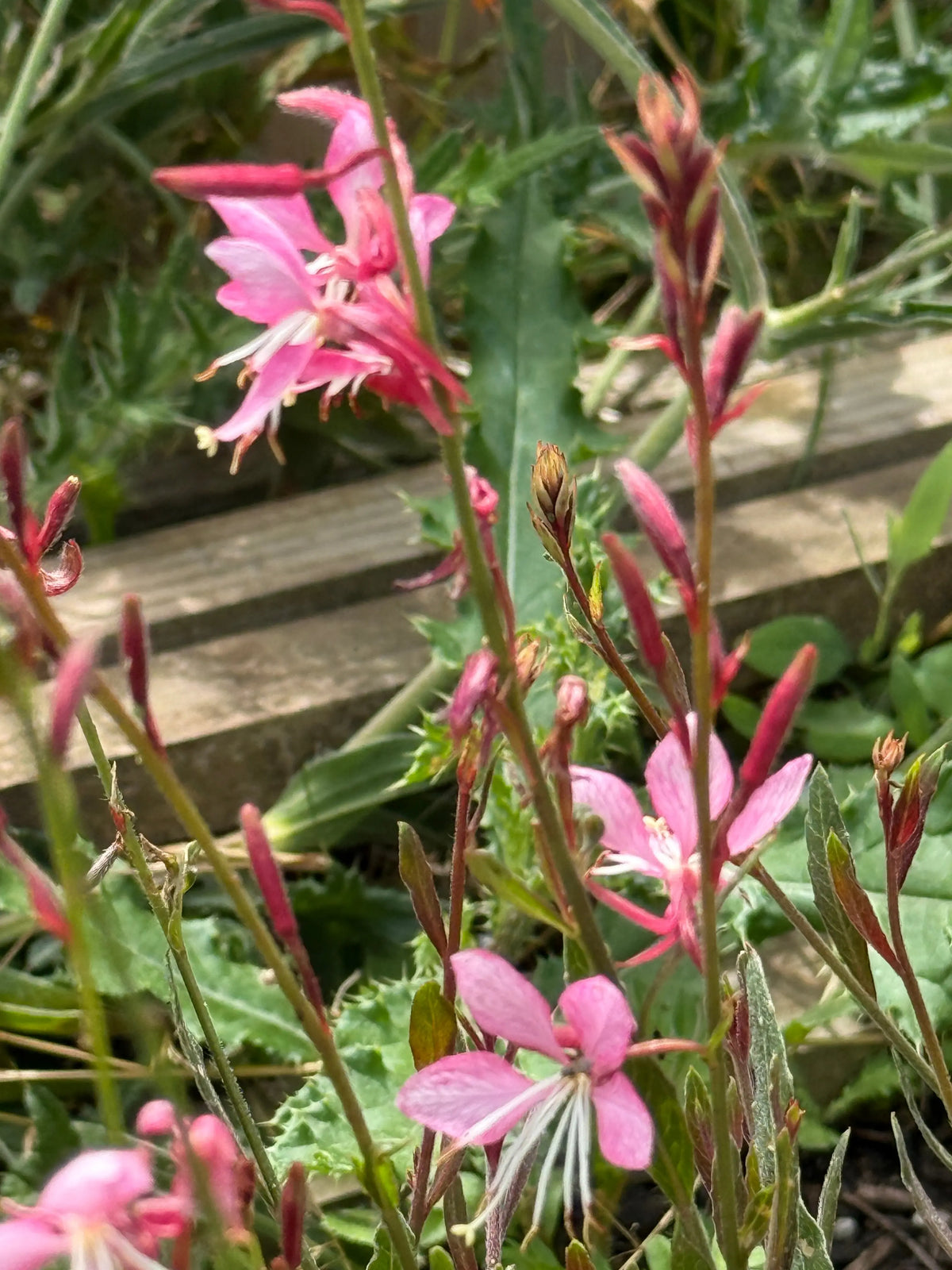 Gaura 'Pink Bouquet' – pink flowers on long stems with narrow leaves by a wooden plank