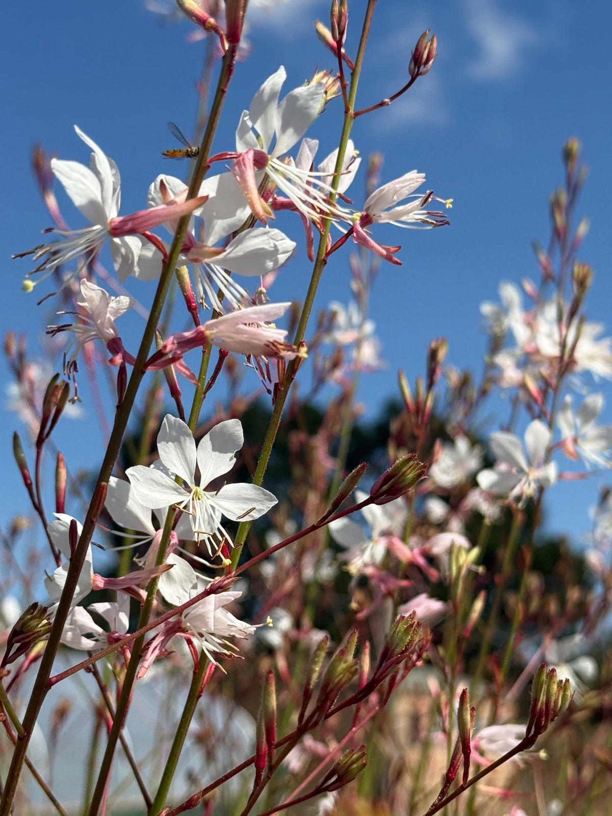 Gaura 'The Bride' – white butterfly-like flowers against a bright blue sky