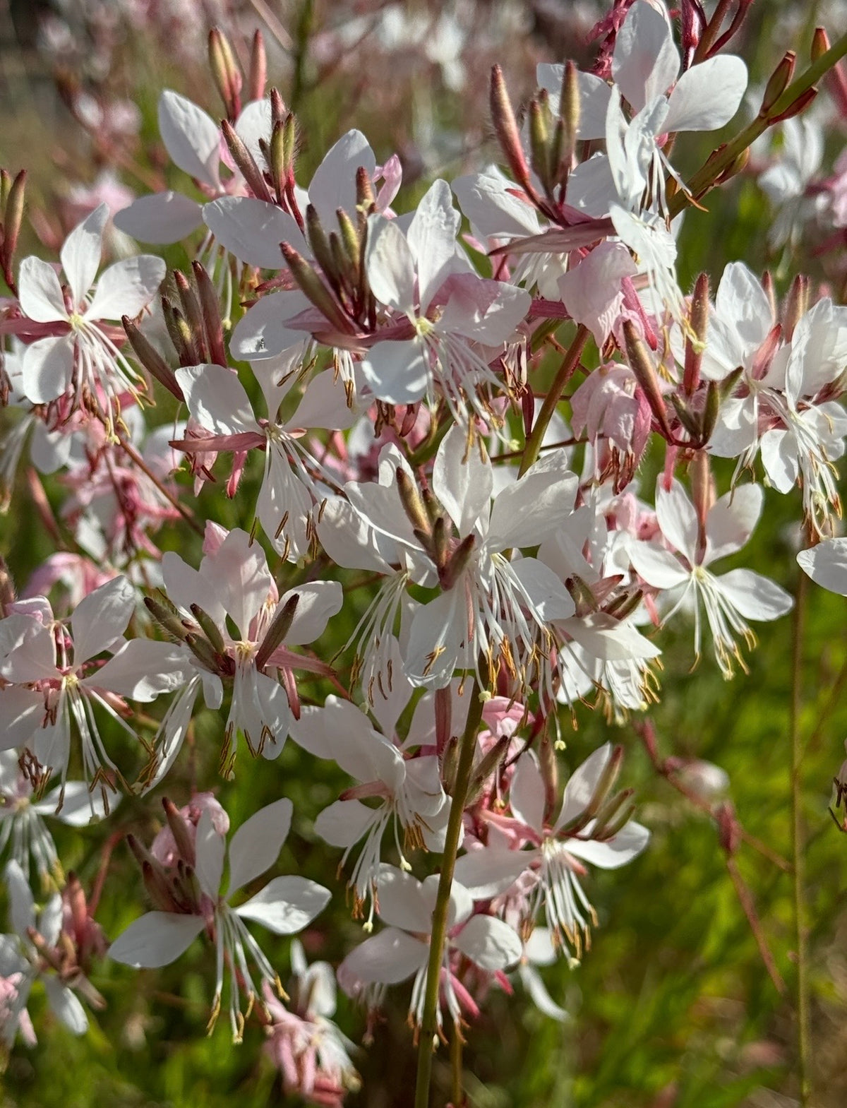 Gaura 'The Bride' – clusters of white blooms on thin stems above green foliage in sunlight