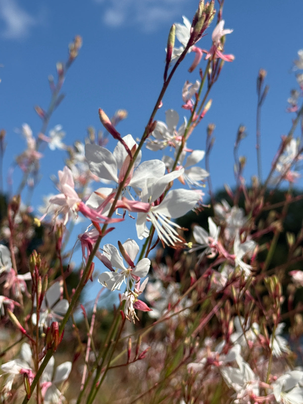 Gaura 'The Bride' – white flowers and pink buds on wiry stems against blue sky