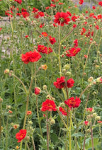 Geum Mrs Bradshaw – dense display of scarlet blooms and green leaves