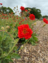 Geum Mrs Bradshaw - Bishy Barnabees Cottage Garden Ltd