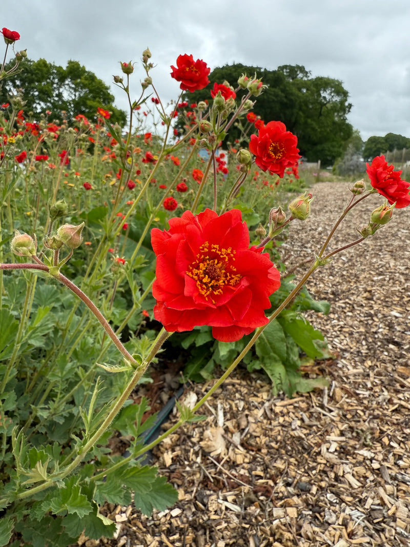 A striking scarlet-red Geum Mrs Bradshaw flower from Bishy Barnabees Cottage Garden Ltd blooms in a cottage garden, standing out among others along a mulch-covered path with green trees and a cloudy sky in the background.