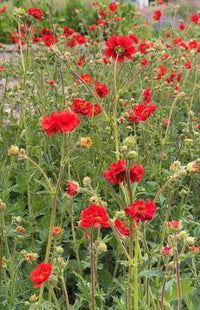 A cluster of vibrant scarlet-red Geum Mrs Bradshaw flowers from Bishy Barnabees Cottage Garden Ltd blooms among green foliage outdoors, with multi-petaled blossoms in focus and a blurred background highlighting their vivid color.