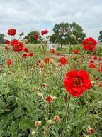 Geum Mrs Bradshaw – scarlet blooms among leaves with a white fence in the distance