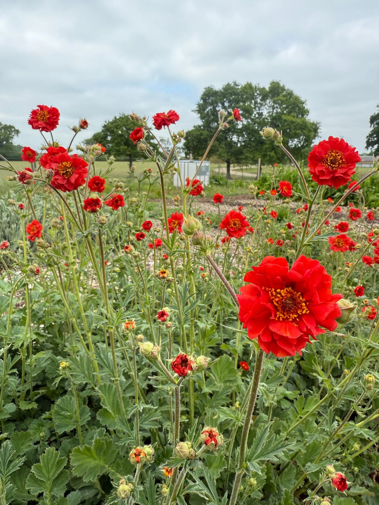 Geum Mrs Bradshaw - Bishy Barnabees Cottage Garden Ltd