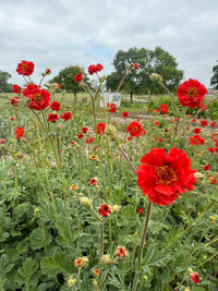 Scarlet-red Geum Mrs Bradshaw blooms from Bishy Barnabees Cottage Garden Ltd shine amid green leaves in a field under a cloudy sky, with trees and a white fence in the distance, creating an idyllic cottage garden scene.