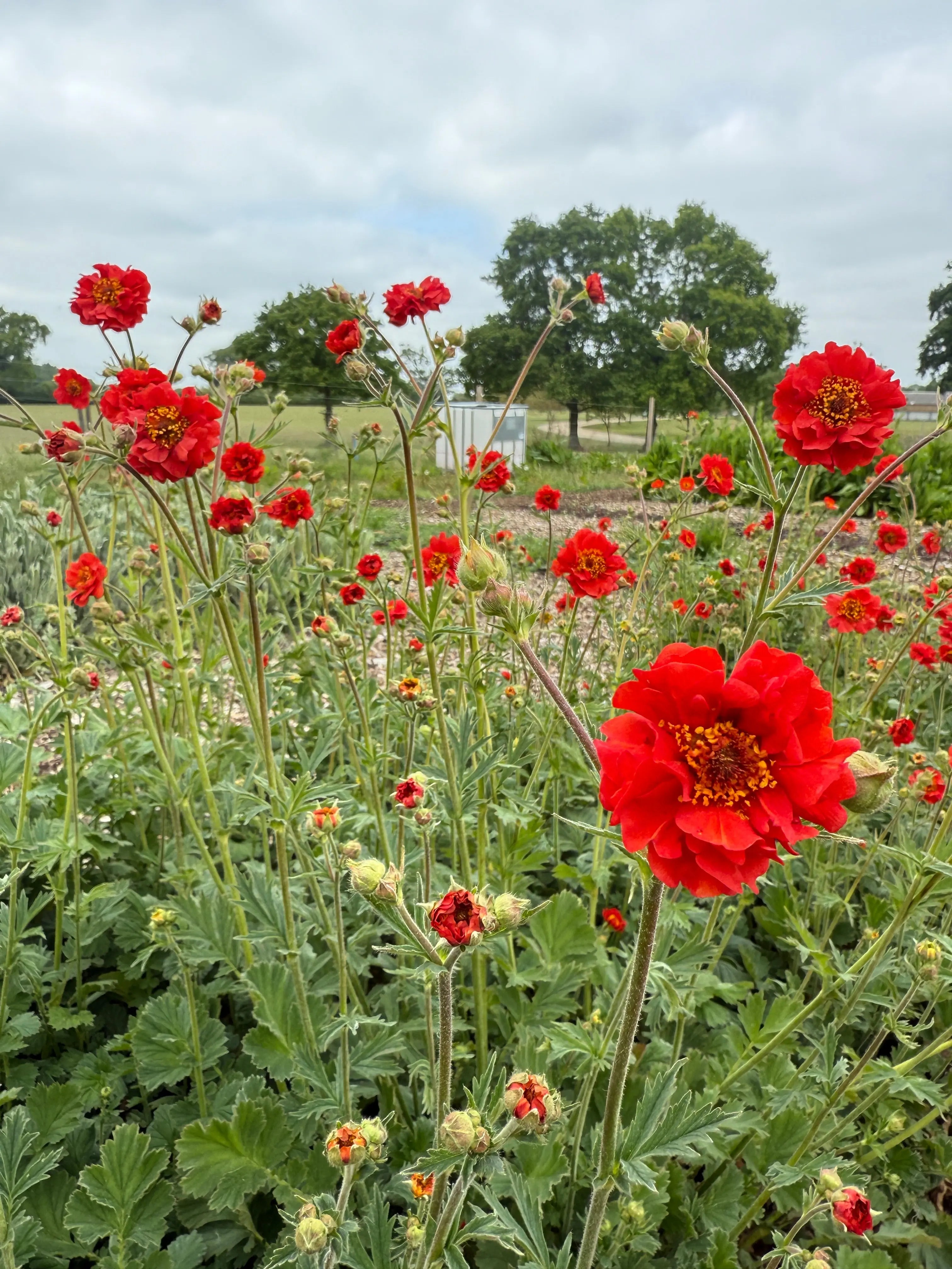 Geum Mrs Bradshaw - Bishy Barnabees Cottage Garden Ltd