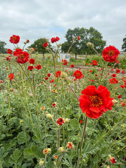 Geum Mrs Bradshaw - Bishy Barnabees Cottage Garden Ltd