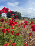 Geum Mrs Bradshaw flowering along a woodchip garden path