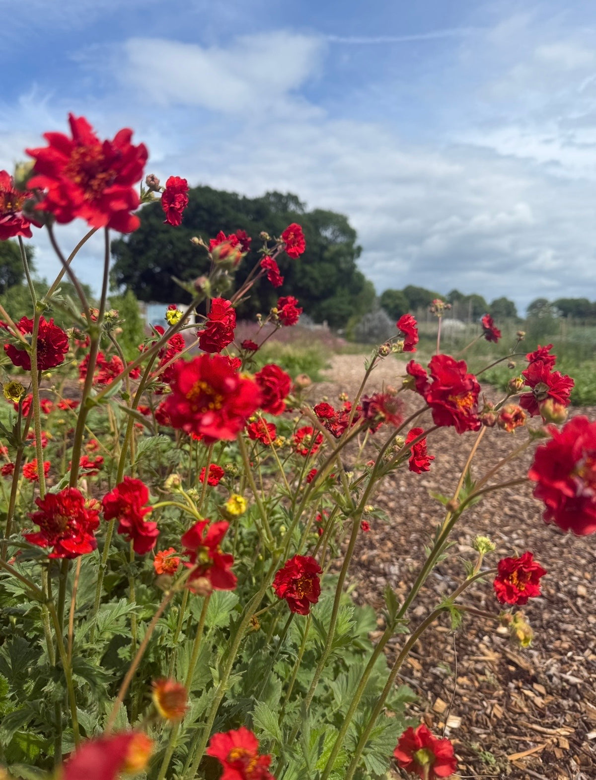 Geum Mrs Bradshaw flowering along a woodchip garden path
