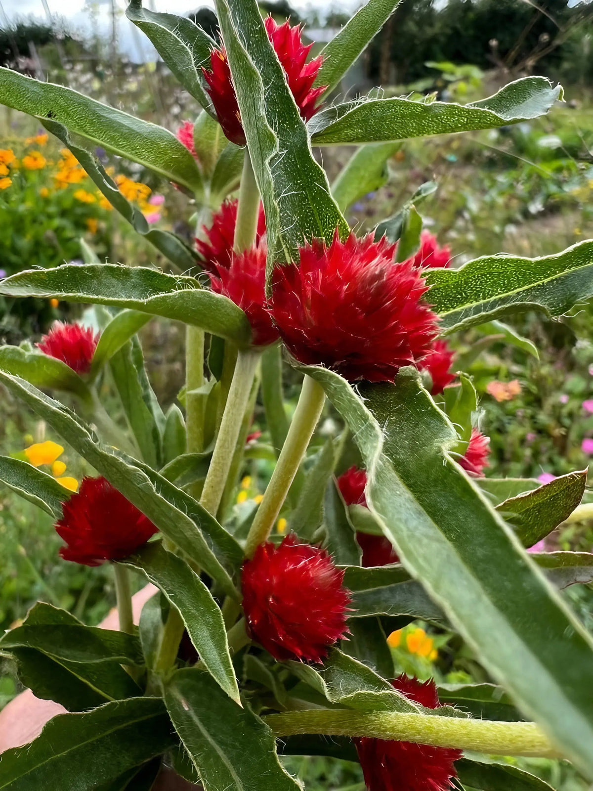 Gomphrena Strawberry Fields – close-up of bright red round flowers and long green leaves