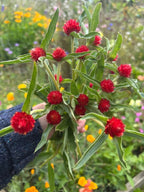 Hand holding Gomphrena Strawberry Fields (Gomphrena haageana) – red globe flowers