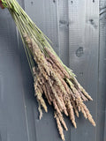 A hand holds Bishy Barnabees Cottage Garden Ltd’s Grass Mixed Dried, showcasing brownish-purple seed heads against gray wooden planks.
