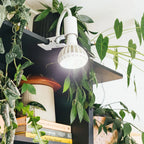 Grow Gang Stelo lamp with a grow bulb clipped to a shelf among trailing plants
