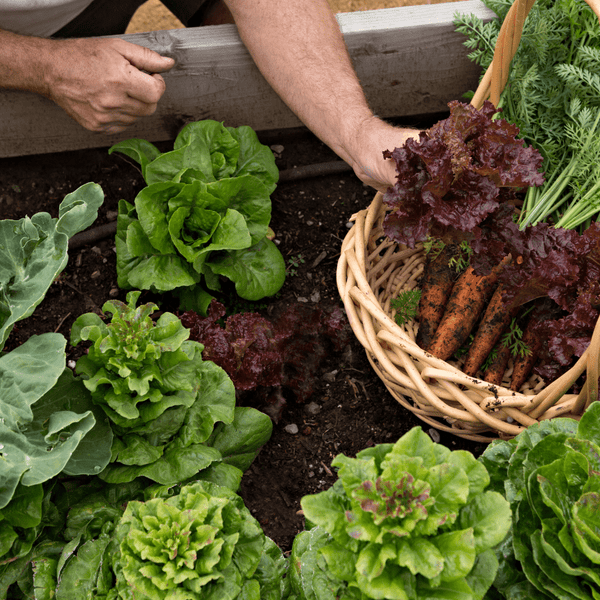A gardener harvests carrots, lettuce, and leafy greens—grown in rich Topsoil Welsh VegeGrow® for vegetables by Dandy's Topsoil & Landscape Supplies—placing them into a wicker basket among the vibrant garden foliage.