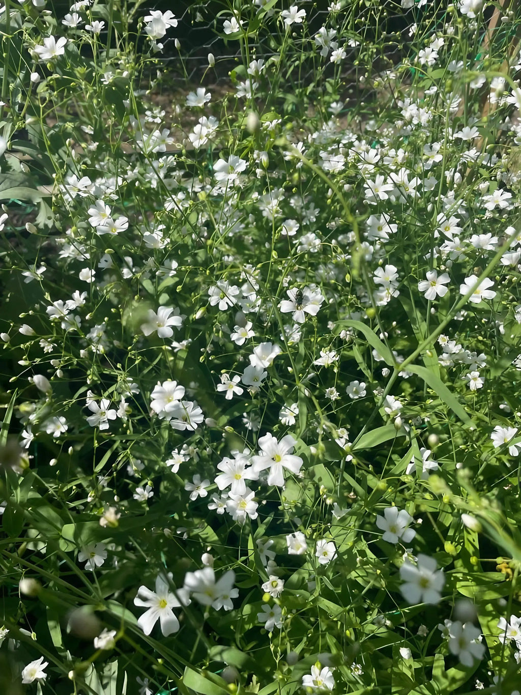 Gypsophila Covent Garden – small white blooms on thin green stems in sunshine