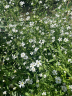 Gypsophila Covent Garden – small white blooms on thin green stems in sunshine