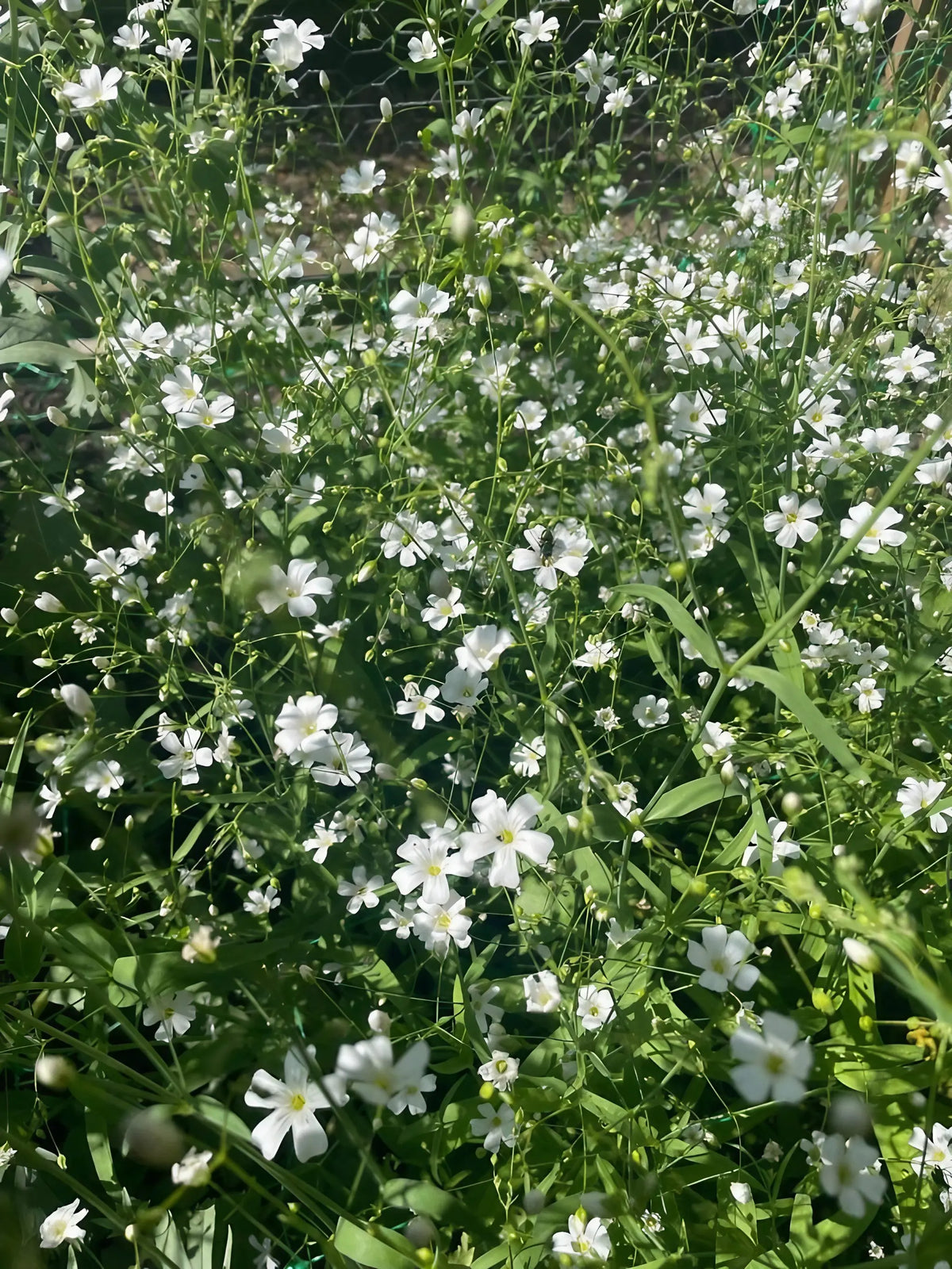 Gypsophila Covent Garden – small white blooms on thin green stems in sunshine