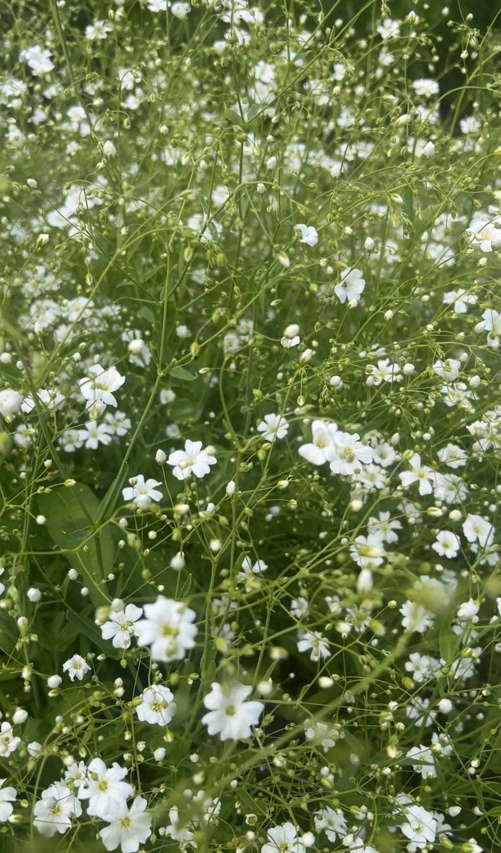 Gypsophila Covent Garden – airy mass of small white flowers in the garden