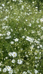 Gypsophila Covent Garden – airy mass of small white flowers in the garden
