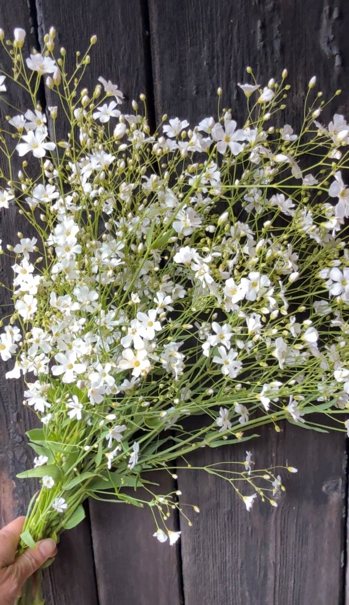 Hand holding a bunch of white Gypsophila Covent Garden over dark wood