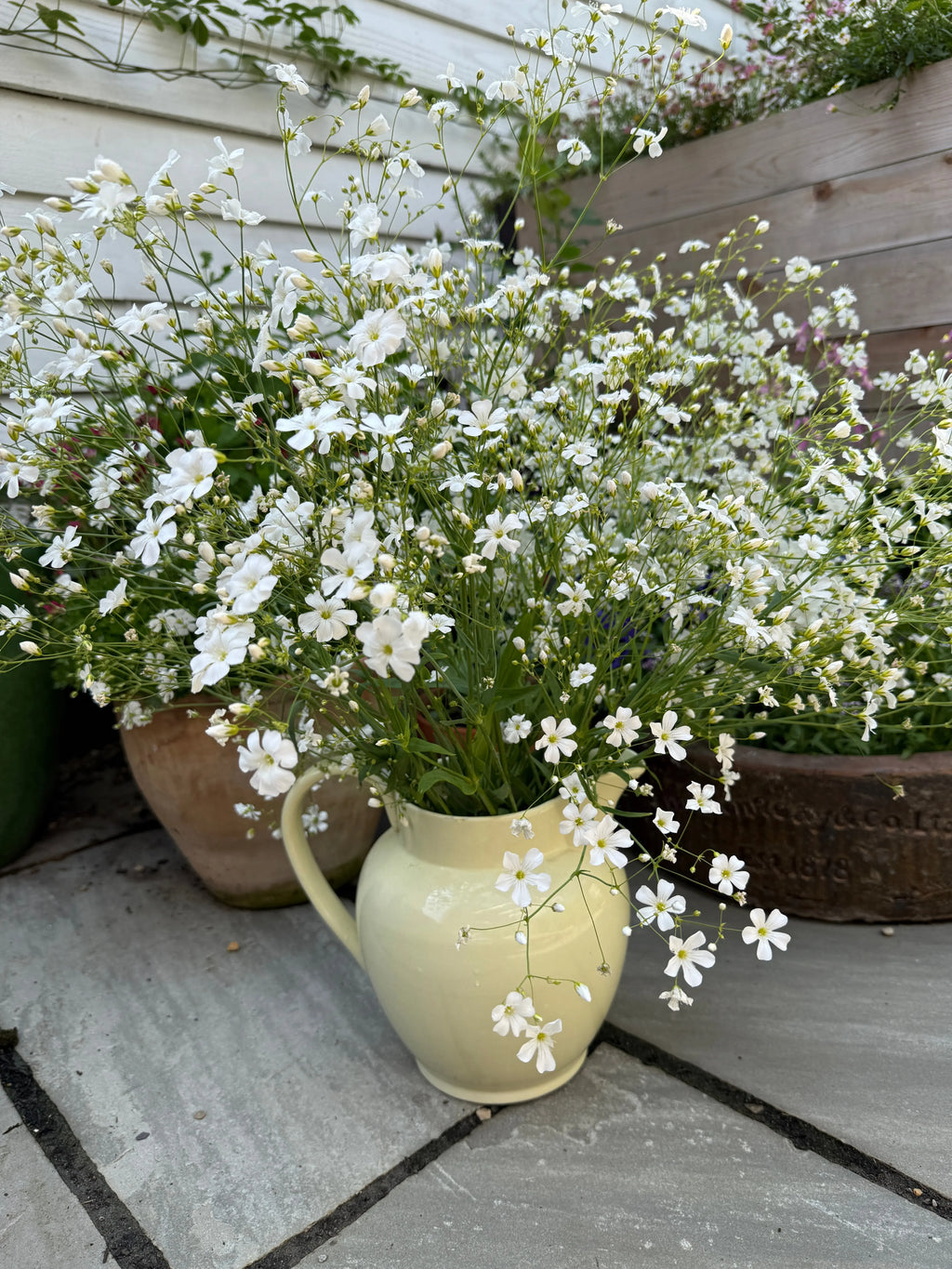 Gypsophila Covent Garden in a pale yellow jug on a stone patio among potted plants