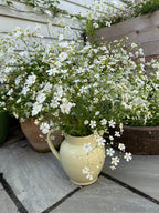 Gypsophila Covent Garden in a pale yellow jug on a stone patio among potted plants