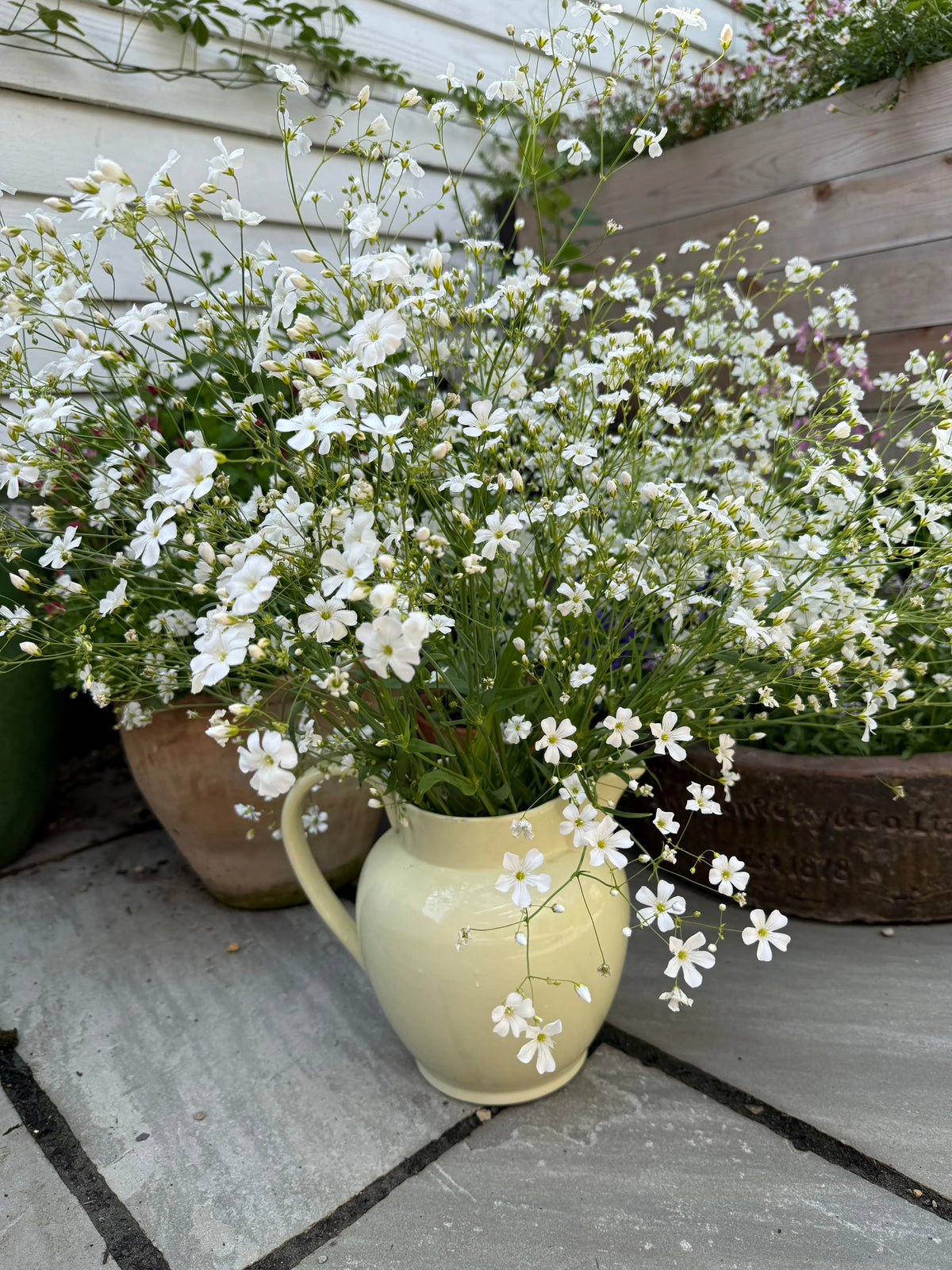Gypsophila Covent Garden in a pale yellow jug on a stone patio among potted plants
