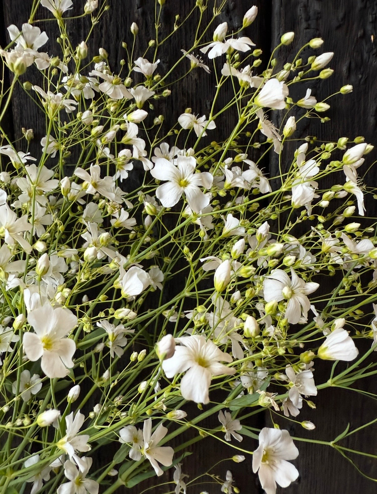 Gypsophila Covent Garden – white sprays and green stems laid on dark wood