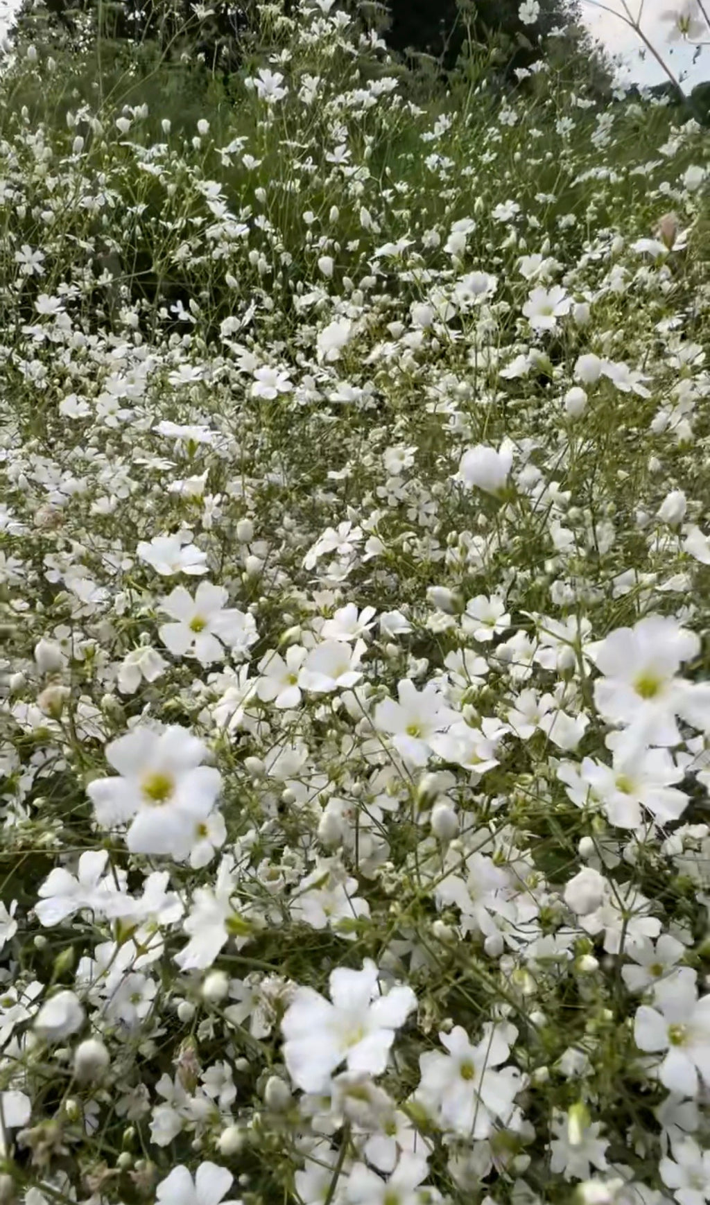 Gypsophila Covent Garden – dense carpet of small white flowers