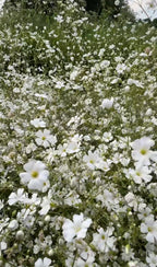 Gypsophila Covent Garden – dense carpet of small white flowers