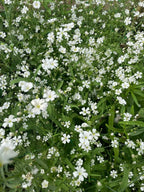 Gypsophila Covent Garden – dense clusters of tiny white flowers with green stems and leaves