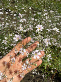 Gypsophila Pink (Gypsophila elegans) – hand among a haze of pale pink and white flowers