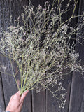 A hand displays Bishy Barnabees Cottage Garden Ltd's Gypsophila Pink Dried—delicate stems with tiny blossoms—against a dark wooden background.