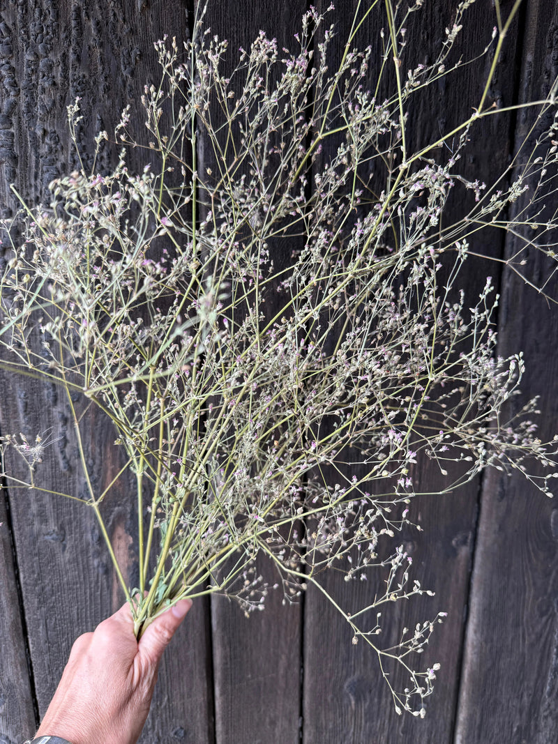 A hand displays Bishy Barnabees Cottage Garden Ltd's Gypsophila Pink Dried—delicate stems with tiny blossoms—against a dark wooden background.