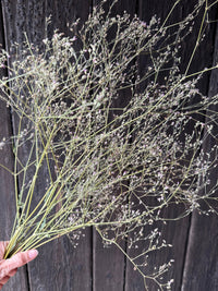 A hand holds a bundle of Gypsophila Pink Dried by Bishy Barnabees Cottage Garden Ltd, featuring delicate pink buds ideal for wedding cake decoration, set against a dark wooden background.