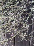 Bishy Barnabees Cottage Garden Ltd’s Gypsophila Pink Dried features delicate stems with tiny pink and white buds, creating a soft, airy look—ideal for wedding cake decoration or adding elegance to any setting.