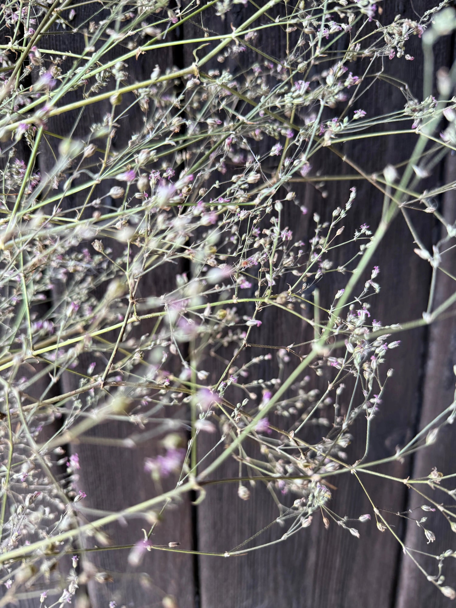 Gypsophila Pink Dried - Bishy Barnabees Cottage Garden Ltd