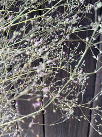 Bishy Barnabees Cottage Garden Ltd’s Gypsophila Pink Dried features delicate stems with tiny pink and white buds, creating a soft, airy look—ideal for wedding cake decoration or adding elegance to any setting.
