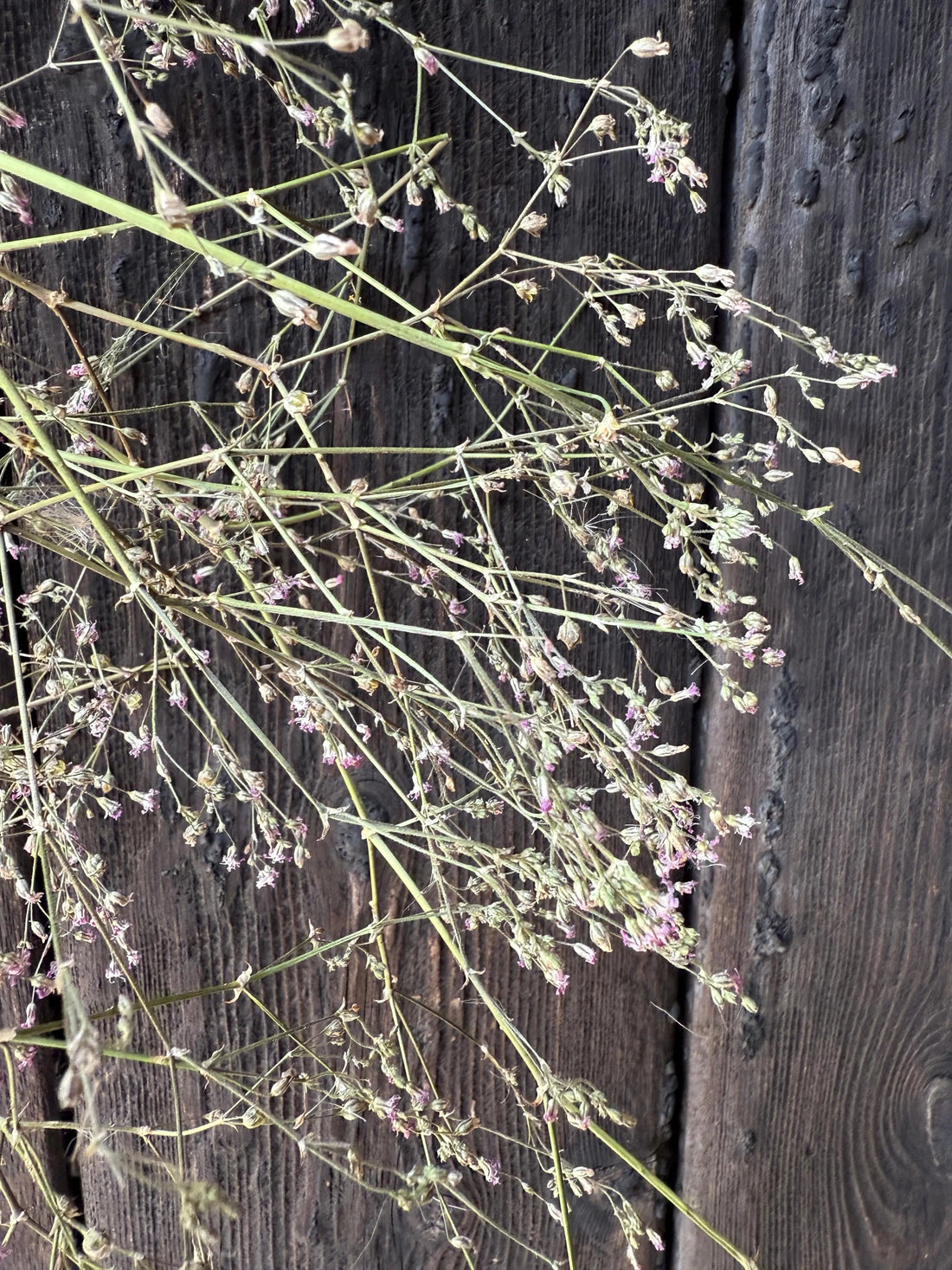 Gypsophila Pink Dried - Bishy Barnabees Cottage Garden Ltd