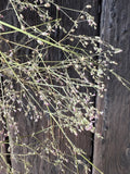 Gypsophila Pink Dried by Bishy Barnabees Cottage Garden Ltd features delicate wild grass stems and tiny purple flowers, ideal for creating a rustic, natural look on wedding cakes or as charming event decor.