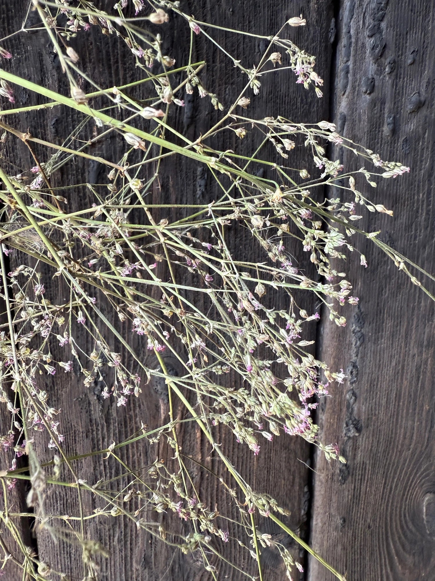Gypsophila Pink Dried - Bishy Barnabees Cottage Garden Ltd