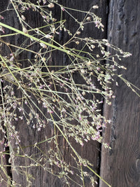 Gypsophila Pink Dried by Bishy Barnabees Cottage Garden Ltd features delicate wild grass stems and tiny purple flowers, ideal for creating a rustic, natural look on wedding cakes or as charming event decor.