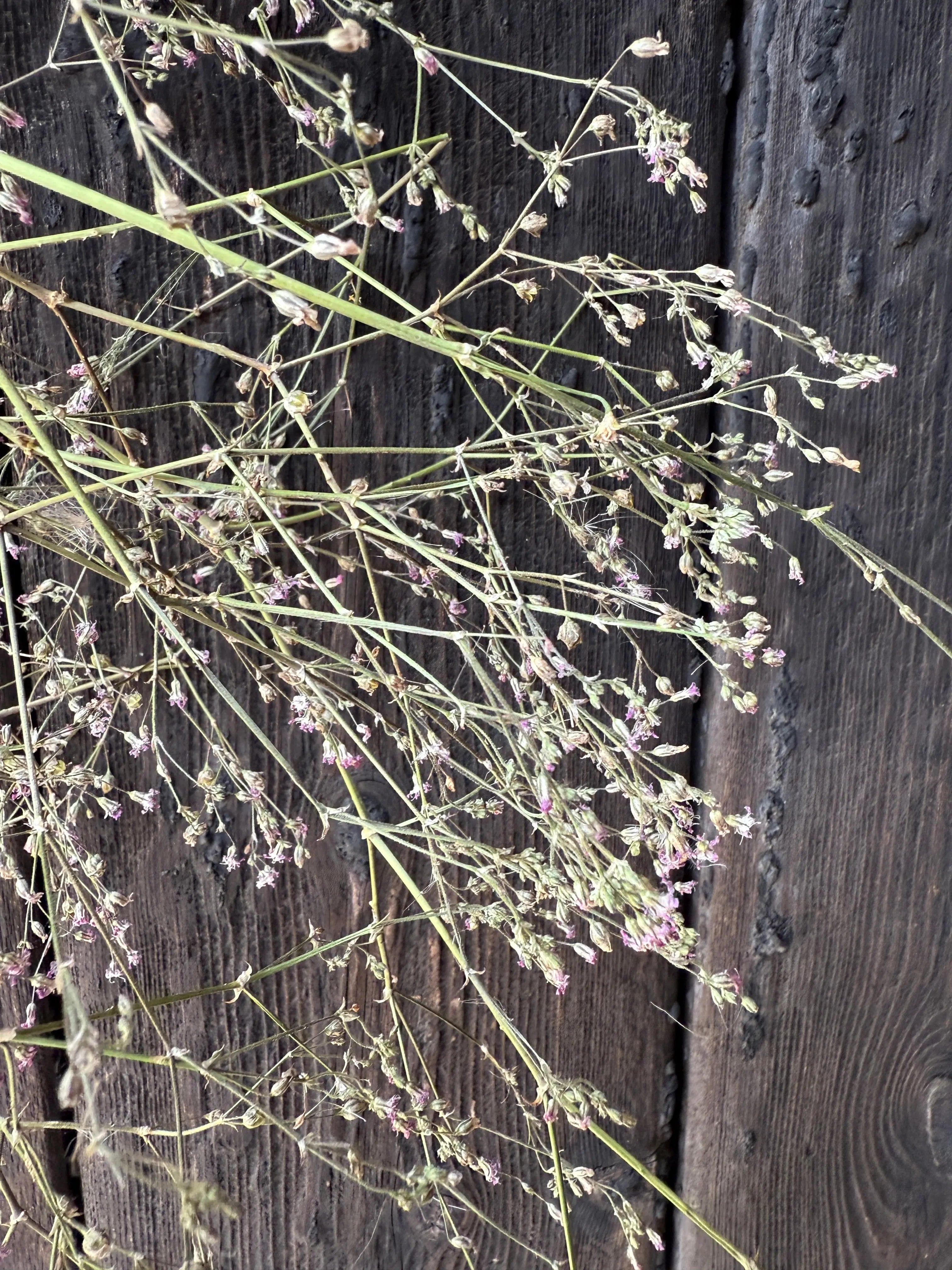 Gypsophila Pink Dried - Bishy Barnabees Cottage Garden Ltd