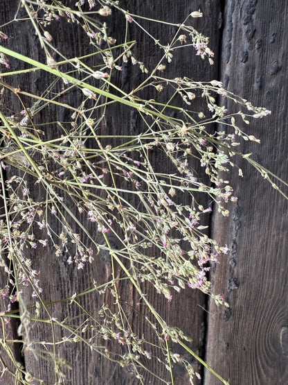 Gypsophila Pink Dried - Bishy Barnabees Cottage Garden Ltd